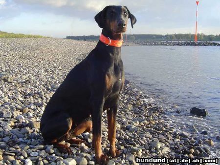 Dobermann SOS