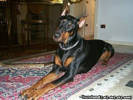 Dobermann Nikita