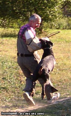 Dobermann Arnold Halit Pasa Therapy Dog