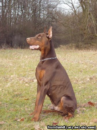 Dobermann