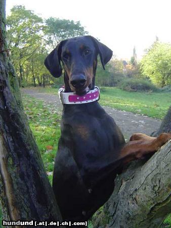 Dobermann