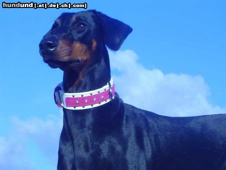 Dobermann Hoch hinaus...