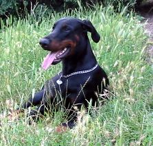 Dobermann Arnold Halit Pasa (Gino Gomez del Citone x ICH Frezie Bohemia Gotika ) 