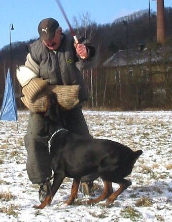 Dobermann Gino Gomez del Citone x Frezie Bohemia Gotika