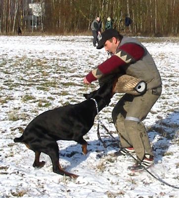 Dobermann Gino Gomez del Citone x Frezie Bohemia Gotika