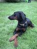 Dobermann Hund