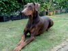 Dobermann Hund