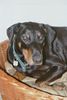 Dobermann Hund