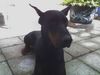 Dobermann Hund