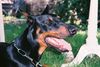 Dobermann Hund