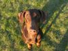 Dobermann Hund