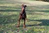 Dobermann Hund