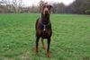 Dobermann Hund