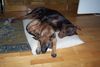 Dobermann Hund