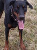 Dobermann Hund