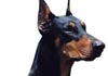 Dobermann Hund