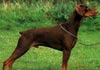 Dobermann Hund