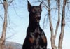 Dobermann Hund