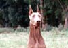 Dobermann Hund