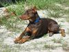 Dobermann Hund