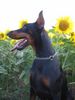 Dobermann Hund