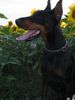 Dobermann Hund