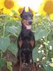 Dobermann Hund