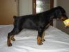 Dobermann Hund