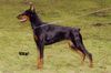 Dobermann Hund