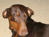 Dobermann Hund