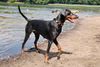 Dobermann Hund