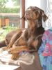 Dobermann Hund