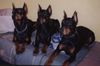 Dobermann Hund