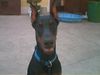 Dobermann Hund