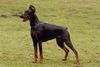 Dobermann Hund