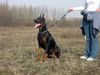 Dobermann Hund