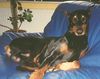 Dobermann Hund