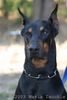 Dobermann Hund