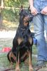 Dobermann Hund