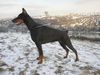 Dobermann Hund