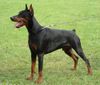 Dobermann Hund