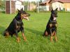 Dobermann Hund