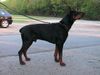 Dobermann Hund