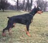 Dobermann Hund