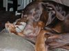 Dobermann Hund