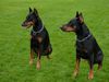 Dobermann Hund