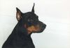 Dobermann Hund