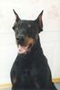 Dobermann Hund