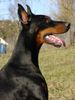 Dobermann Hund