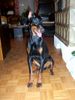 Dobermann Hund